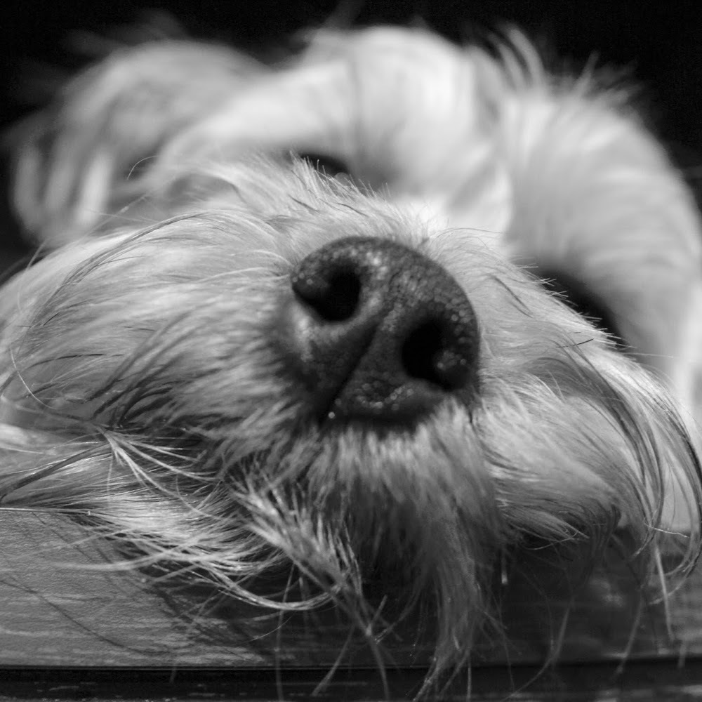 Meet your Posher, Caroline